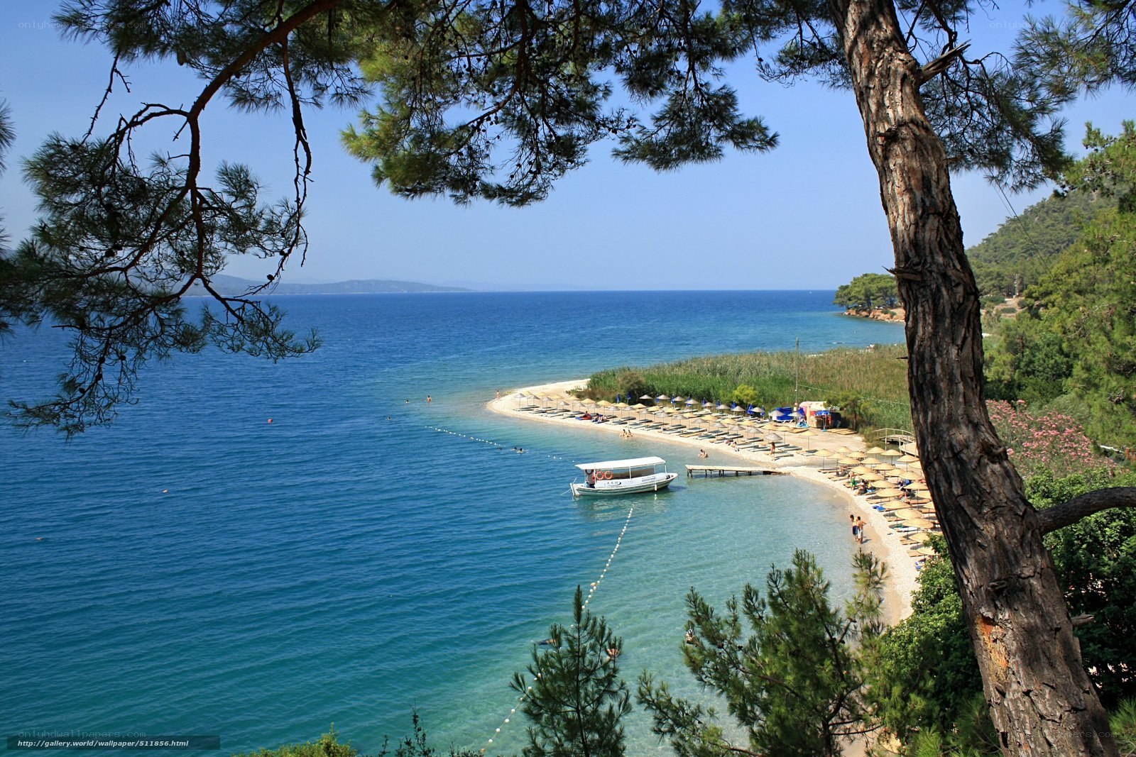 Beach with pine trees
