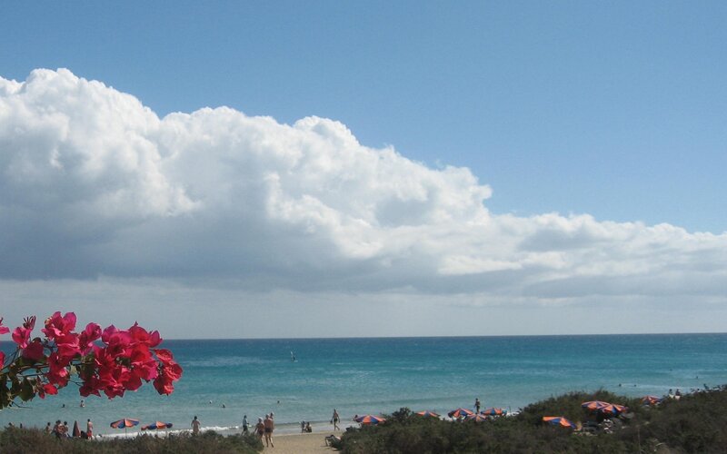 Beach with pink flowers