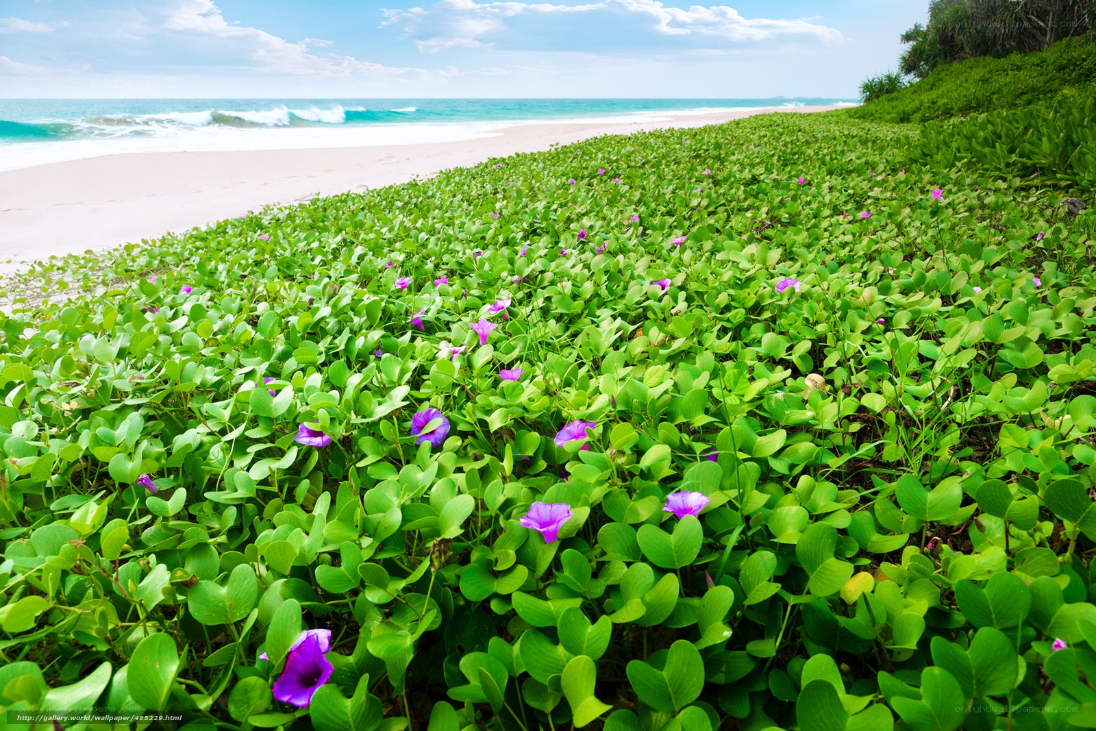 Beach with purple flowers
