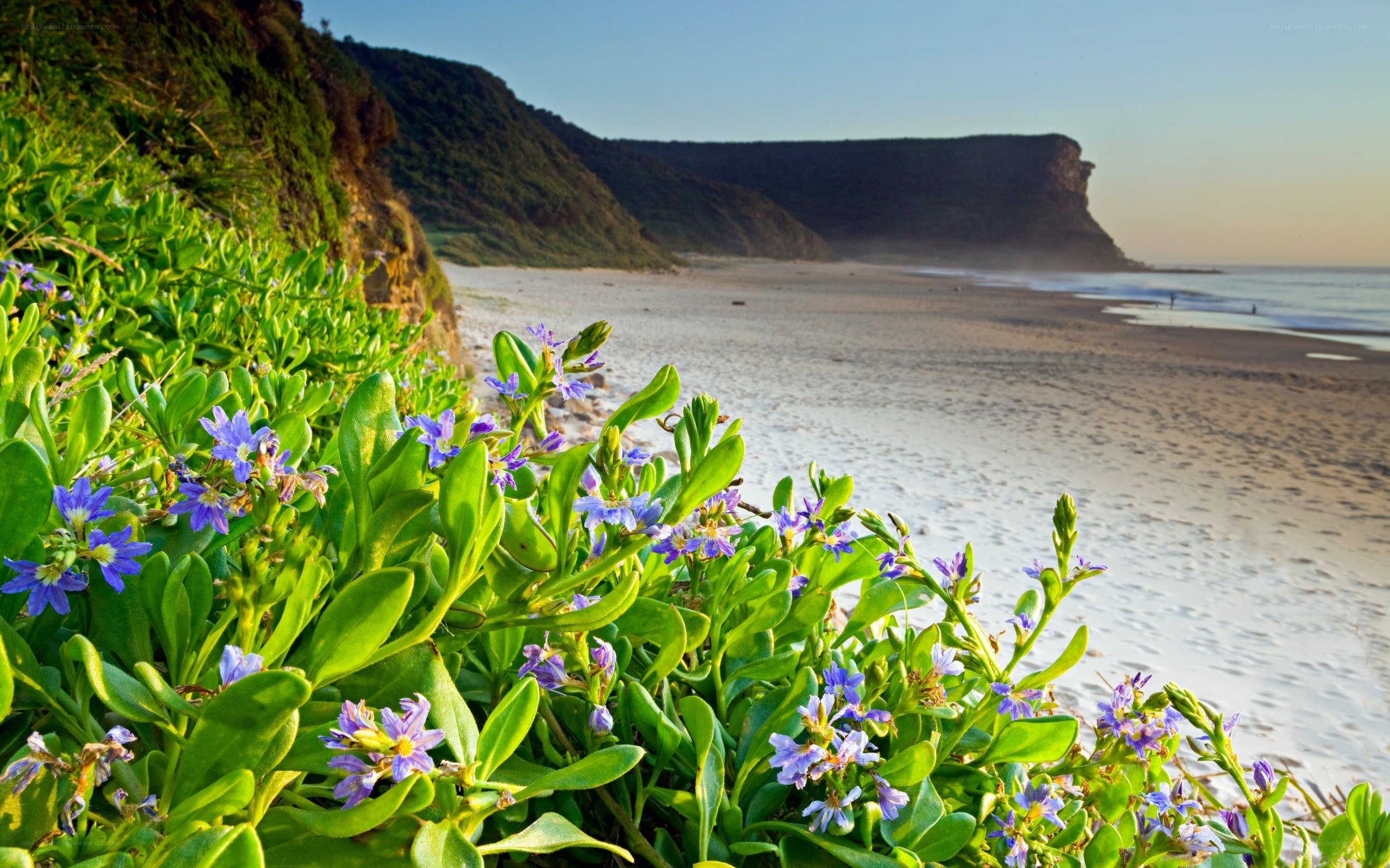 beach with purple flowers