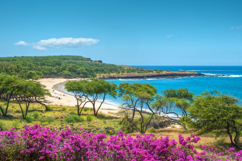 Beach with Purple Flowers — Blue