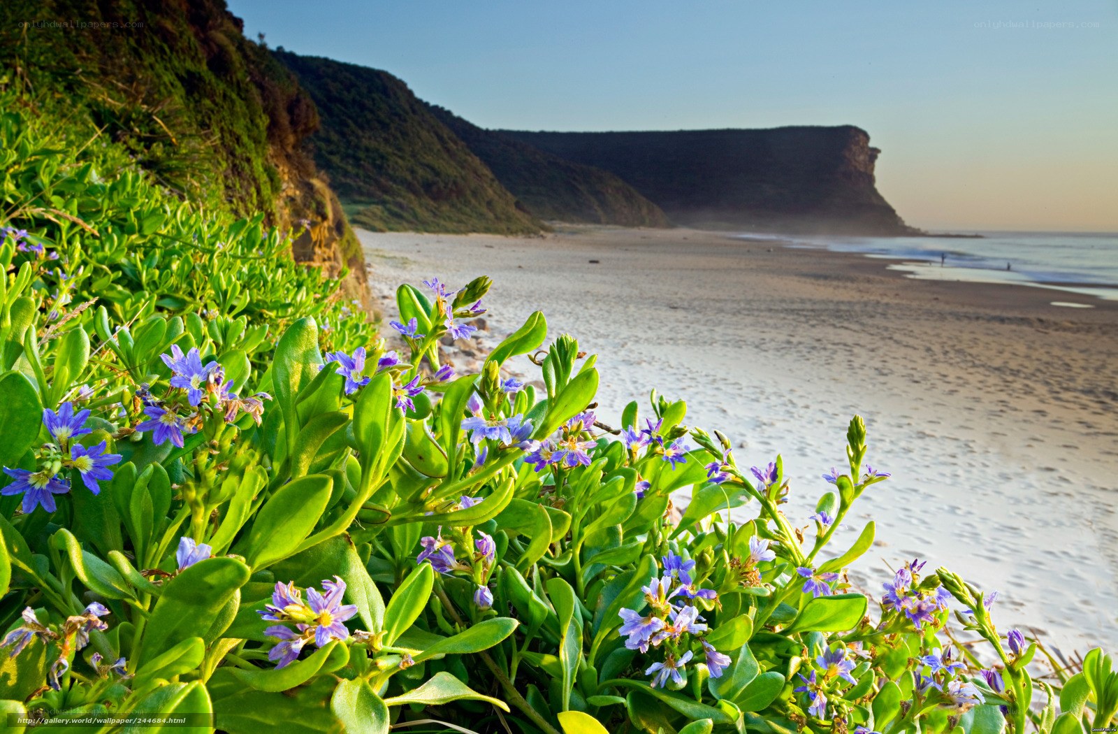 Beach with purple flowers