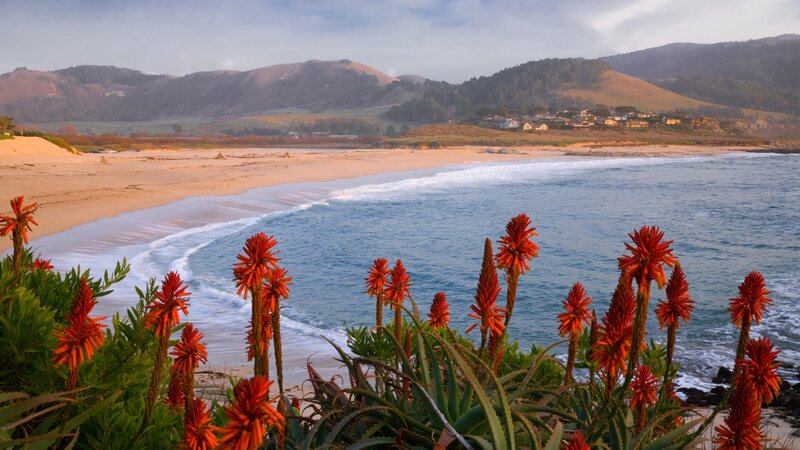 beach with red flowers and hills