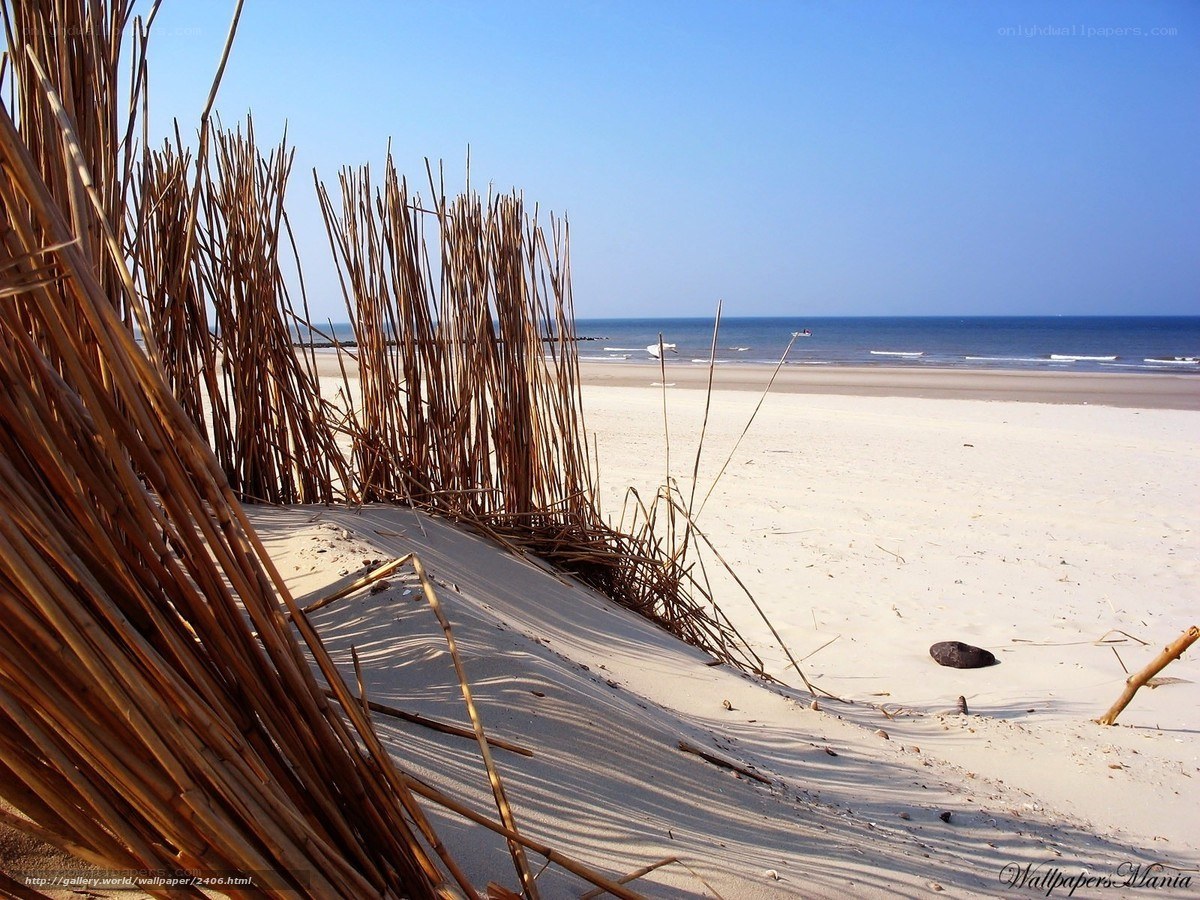 Beach with reeds and dunes