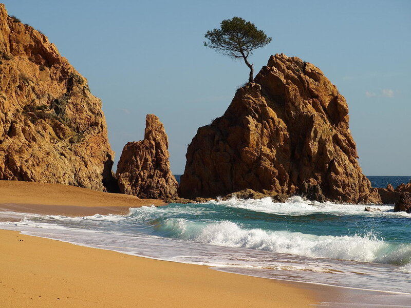 Beach with rocky cliffs and lone tree