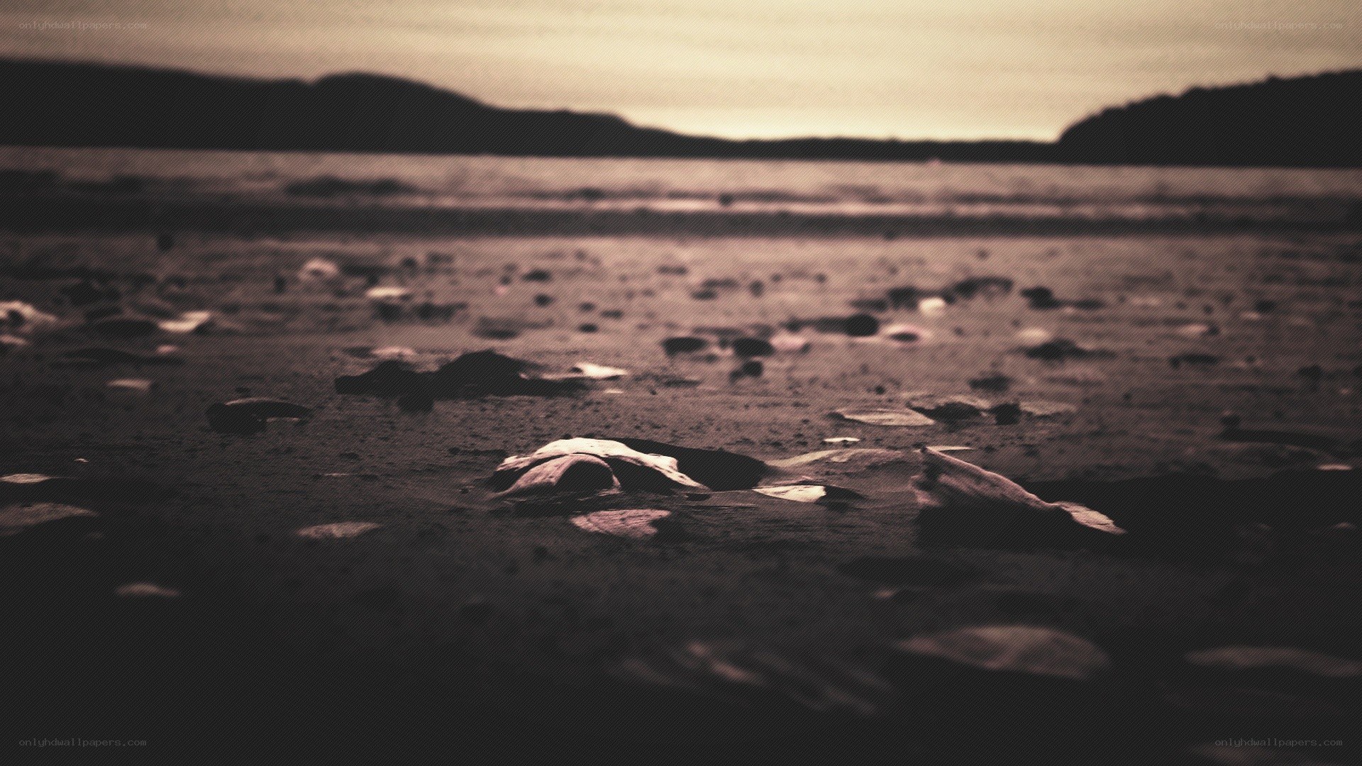 beach with scattered shells