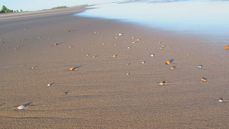 Beach with Scattered Shells — Brown