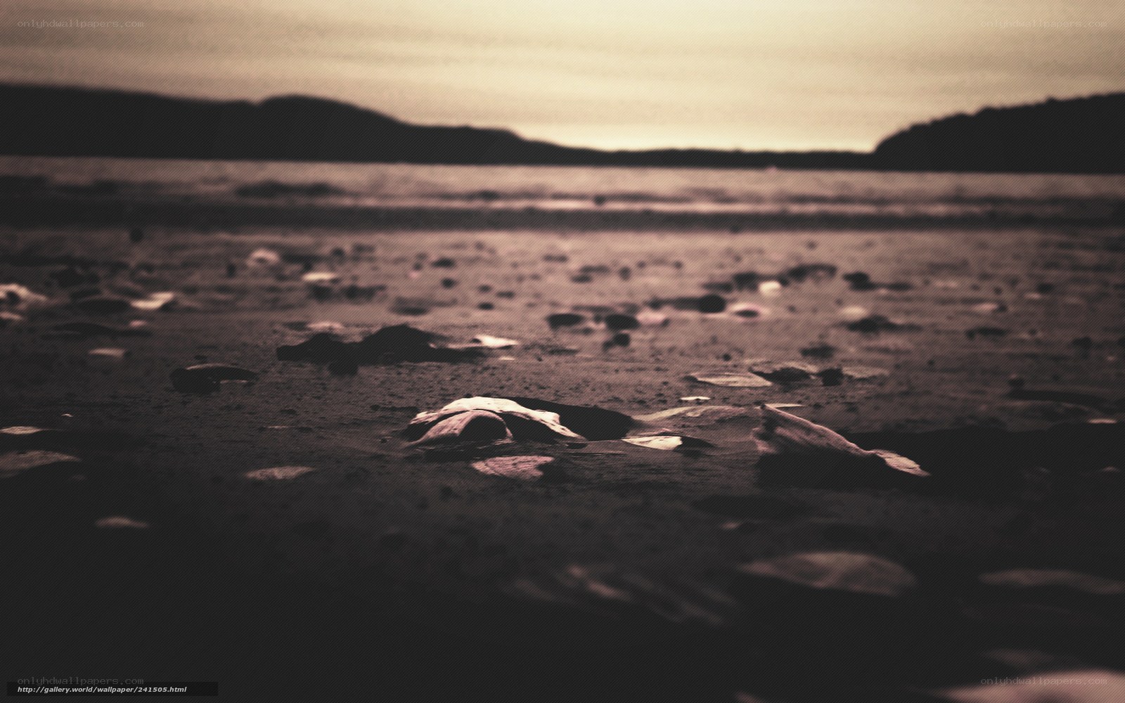 beach with scattered shells
