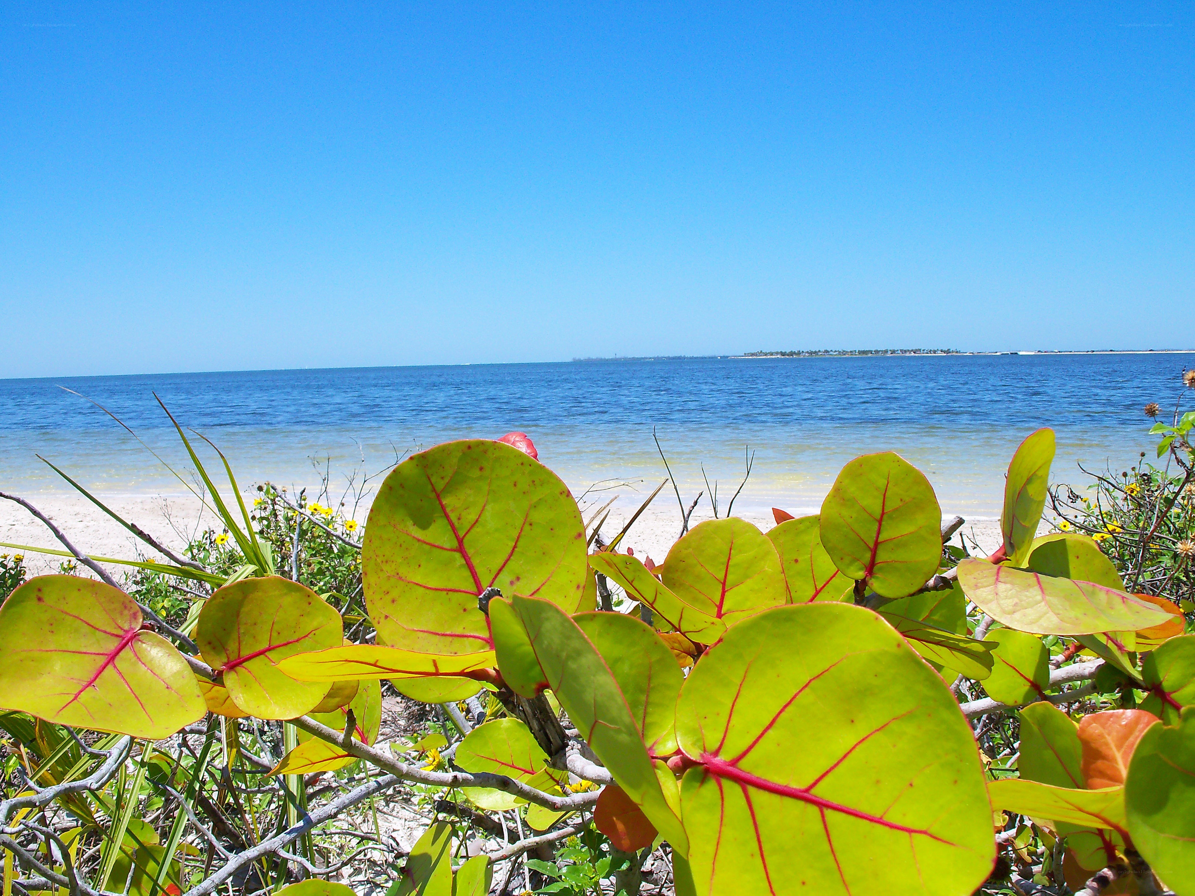 Beach with sea grapes