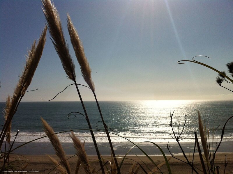 Beach with sea grass at sunset
