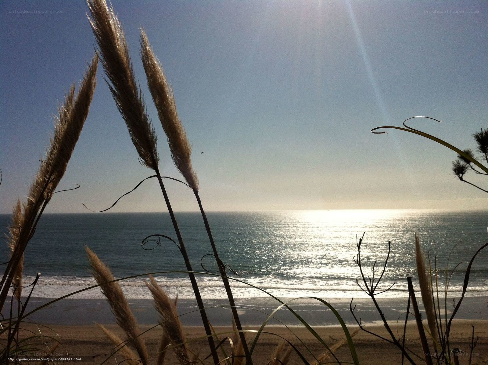 Beach with sea grass at sunset