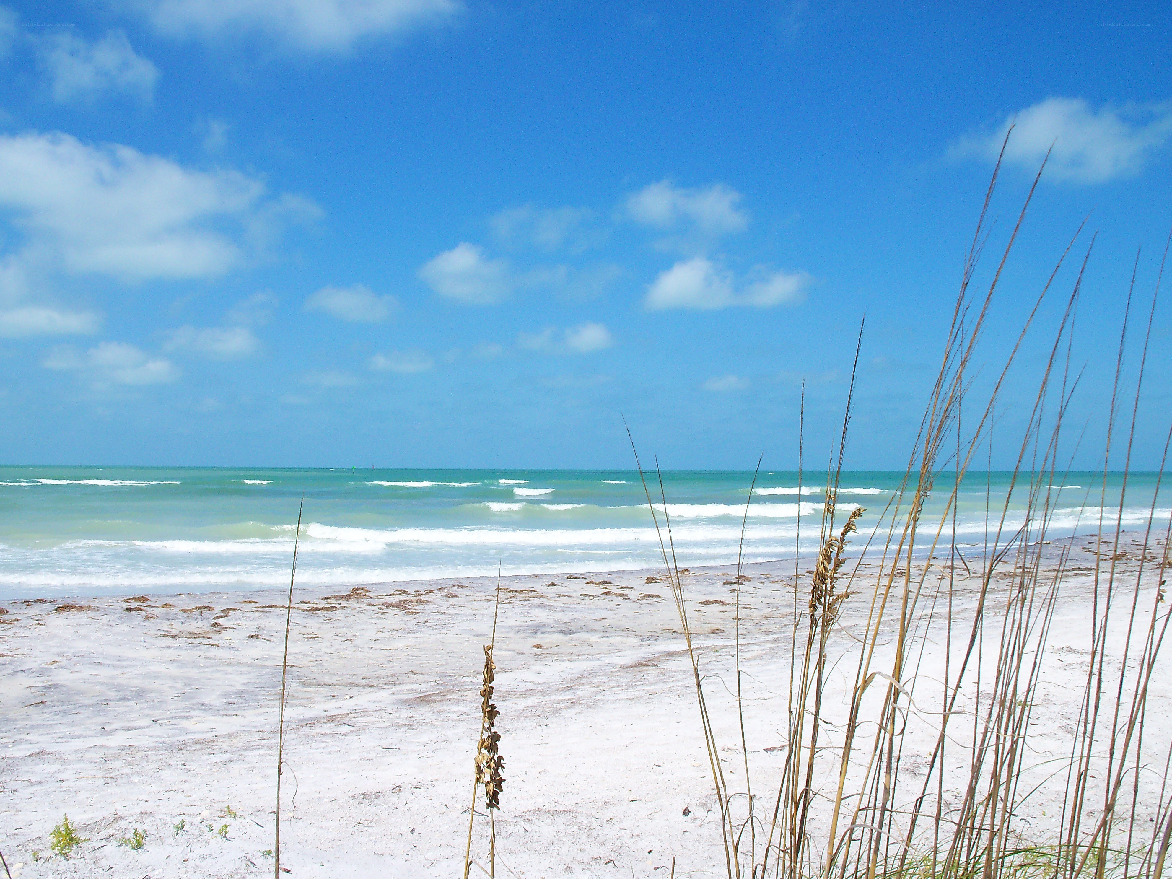 beach with sea oats