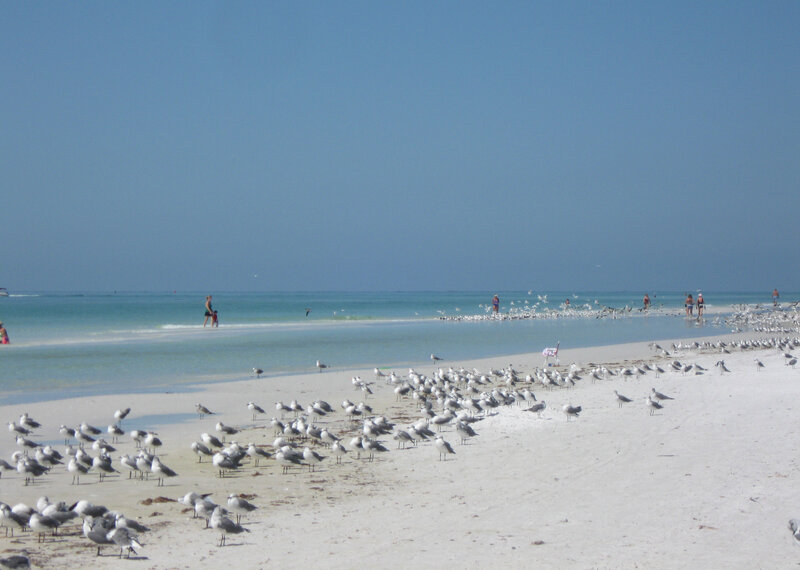 Beach with seagulls and people