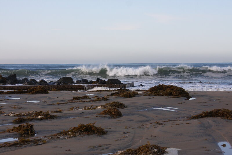 beach with seaweed and waves