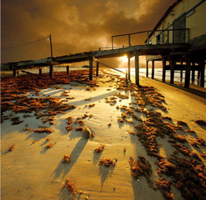 Beach with Seaweed — Orange