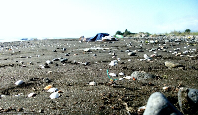 beach with shells and debris