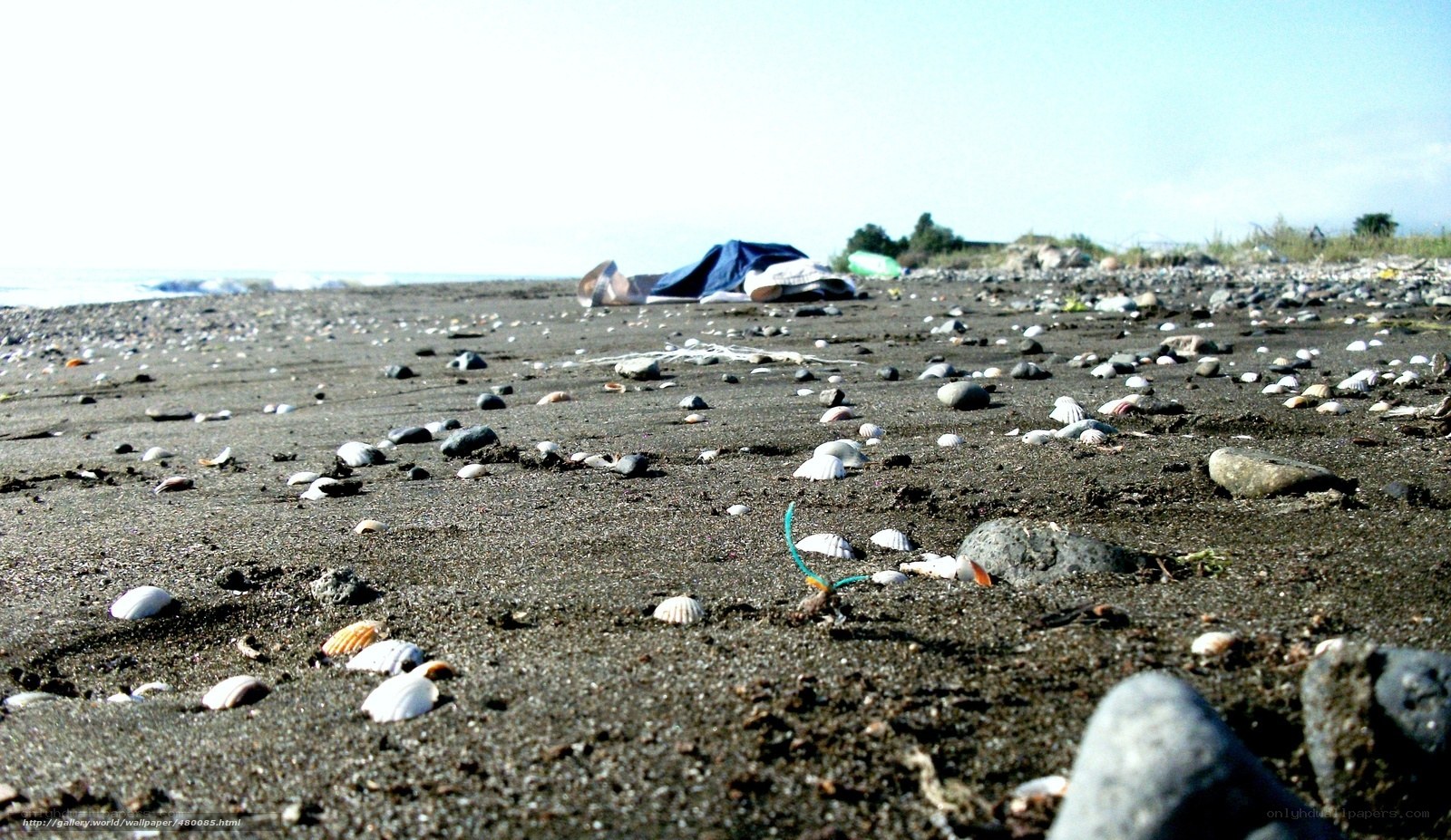 beach with shells and debris