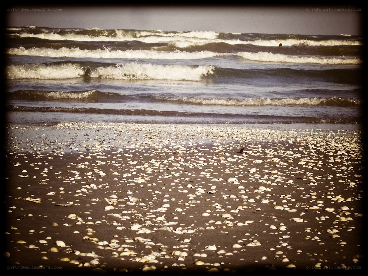 beach with shells and waves