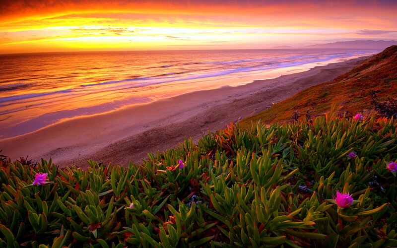 Beach with Succulent Plants — Orange, Dramatic
