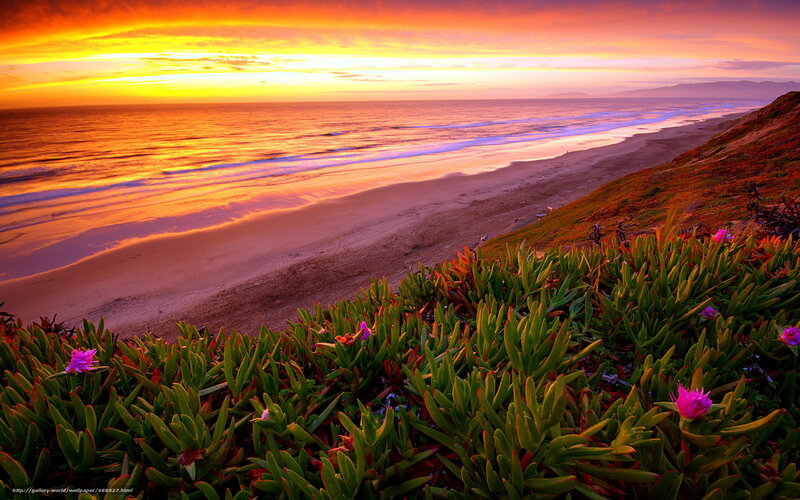 Beach with Succulent Plants — Orange