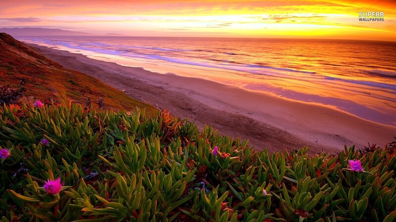 Beach with Succulent Plants