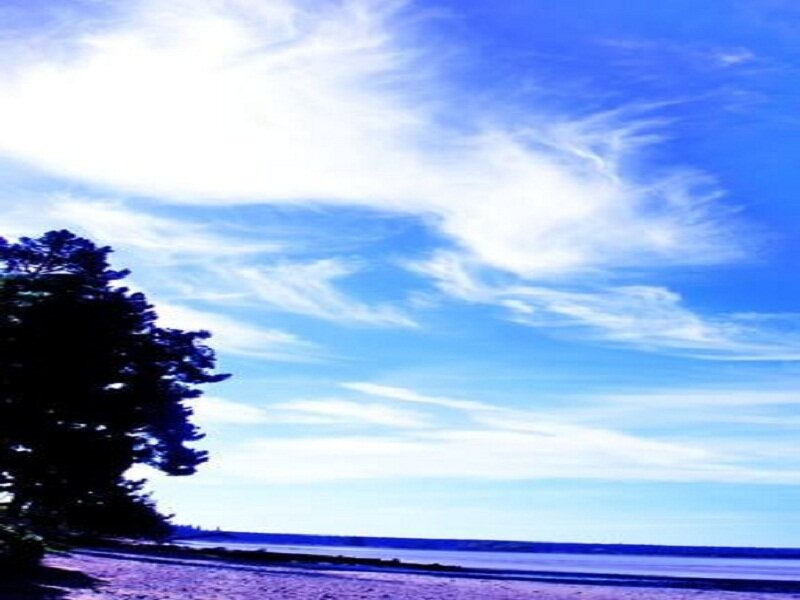 Beach with Tree and Sky