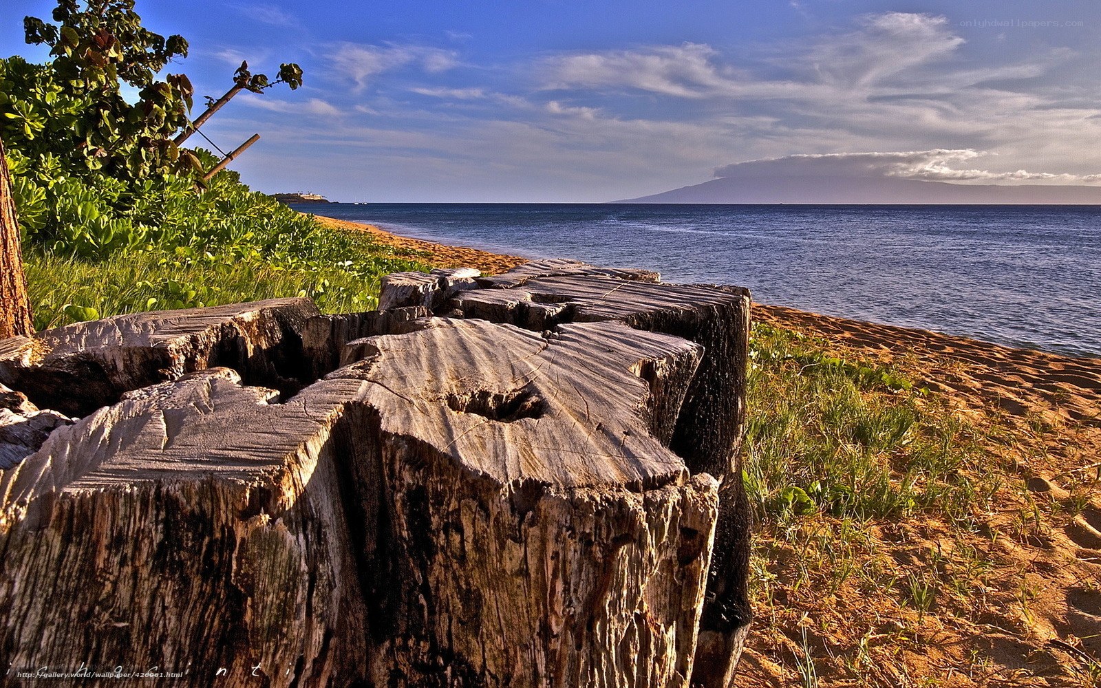 Beach with tree stumps