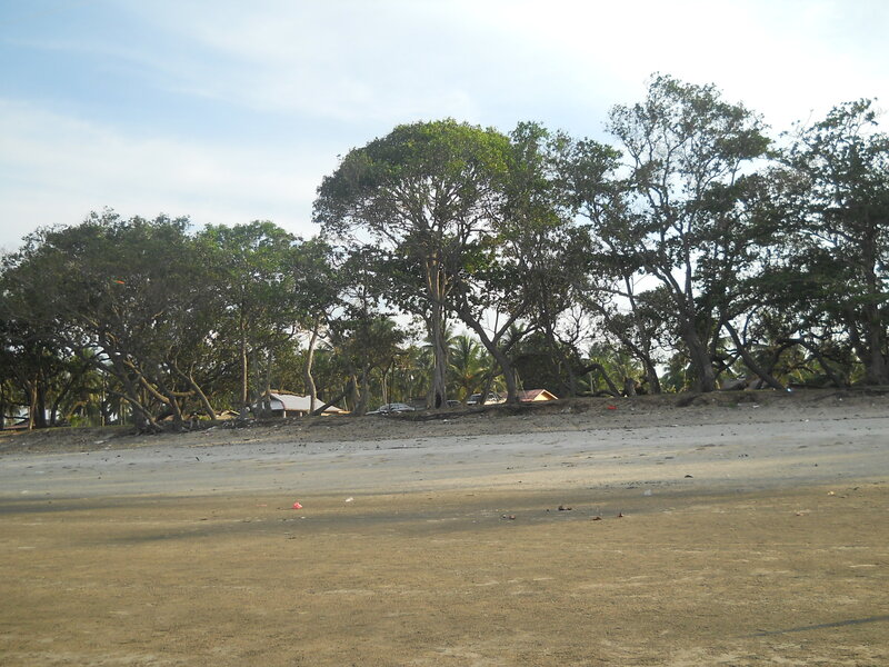 Beach with Trees and Cars