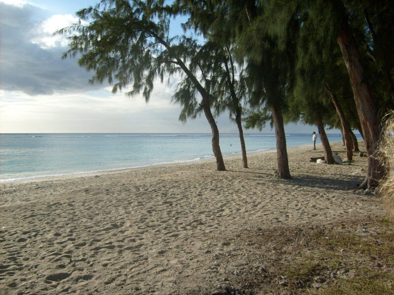 Beach with trees and ocean