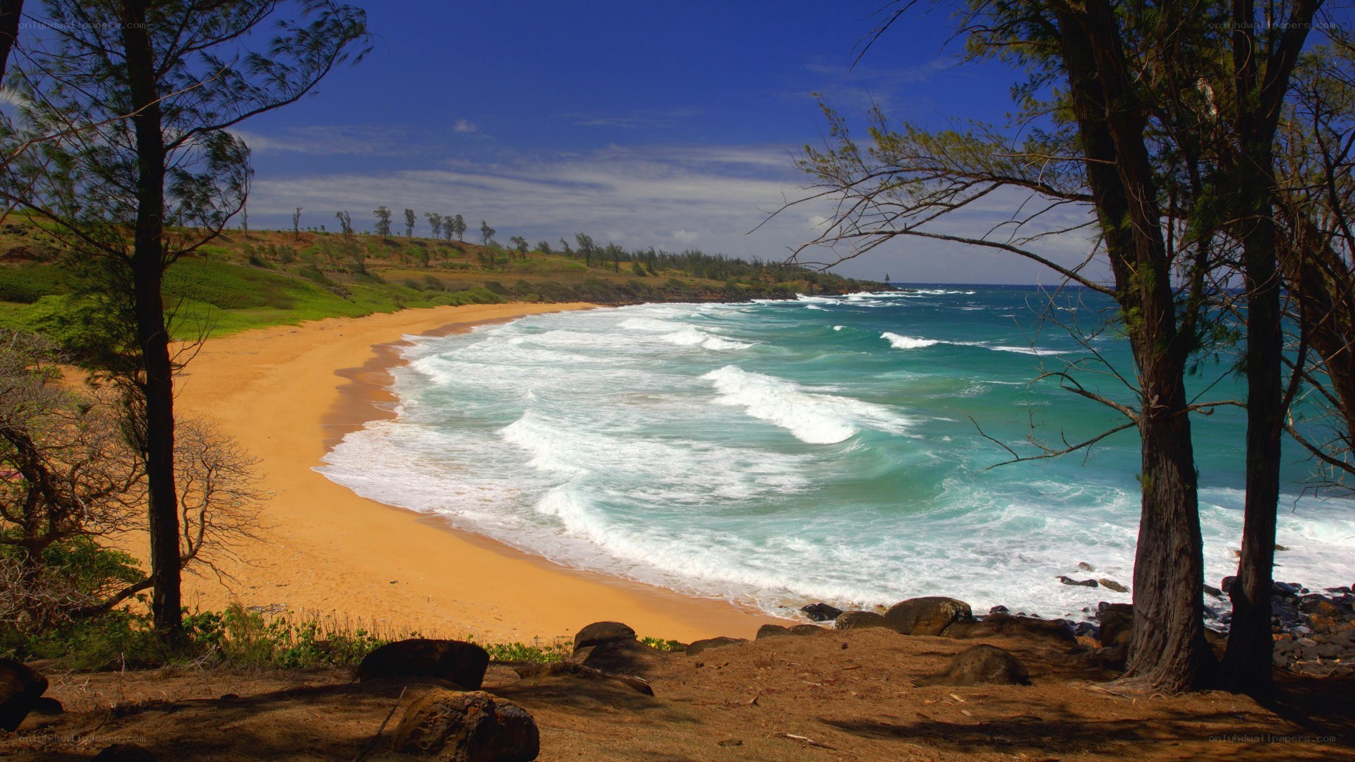 beach with waves and trees