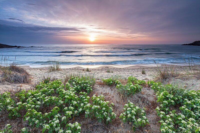 Beach with White Flowers