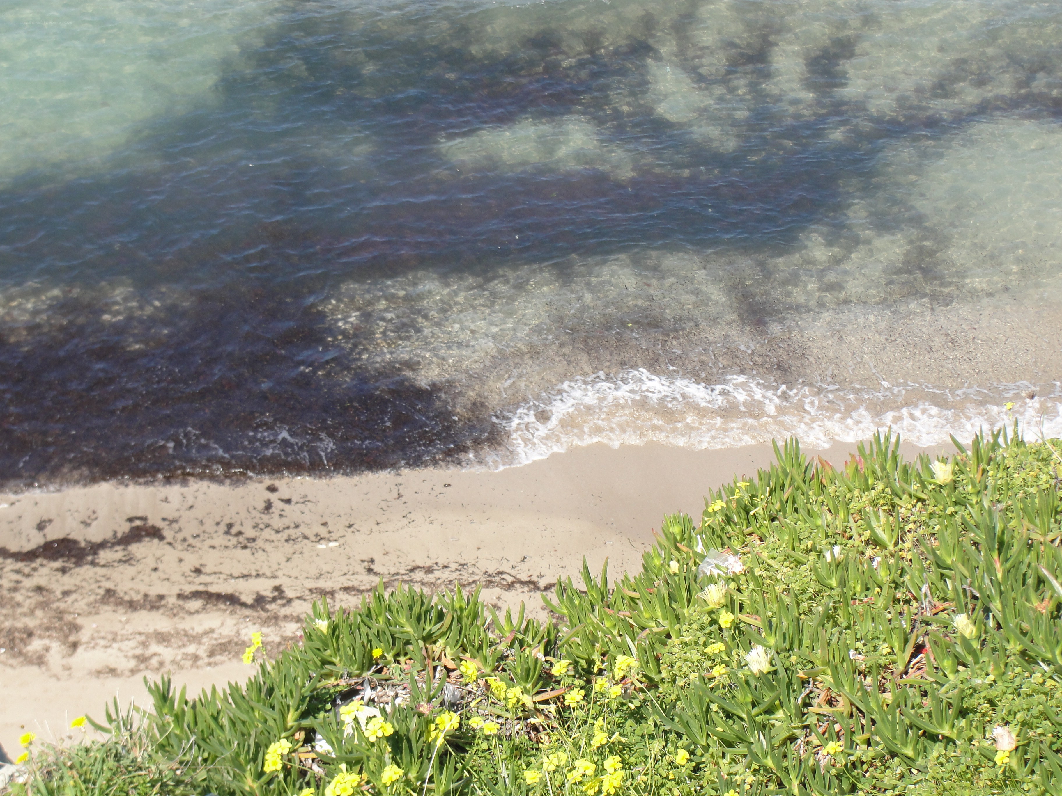 beach with yellow flowers