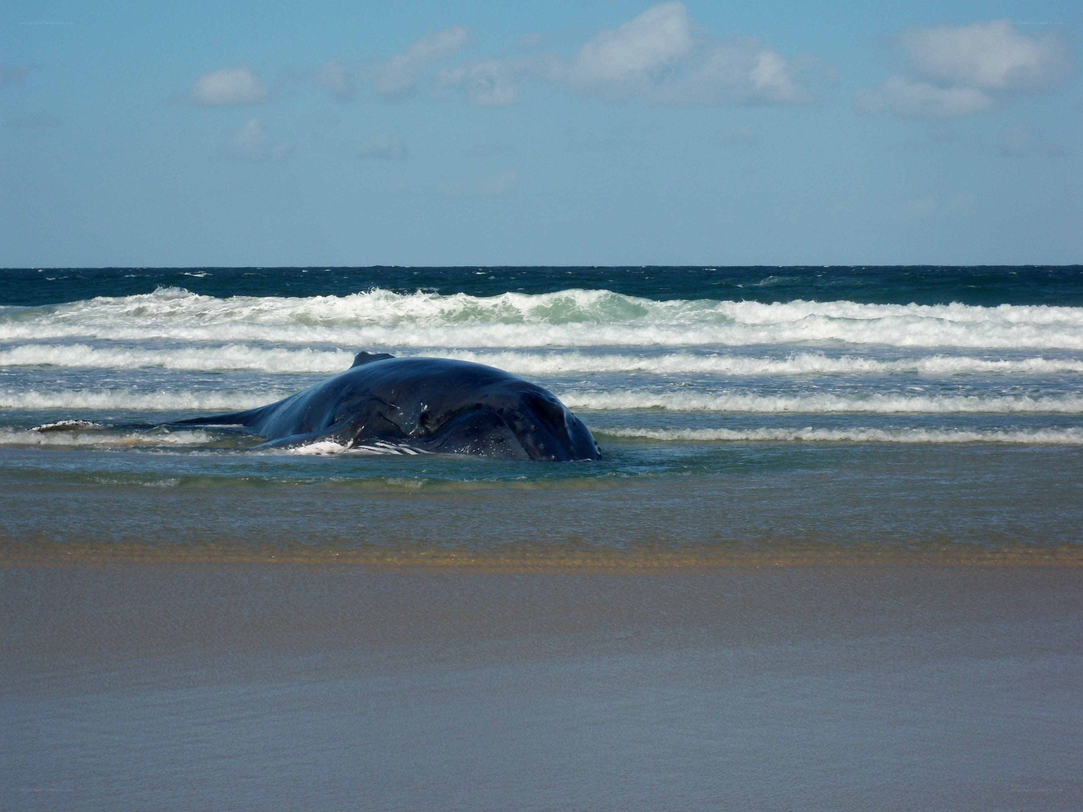 Beached whale on the shore