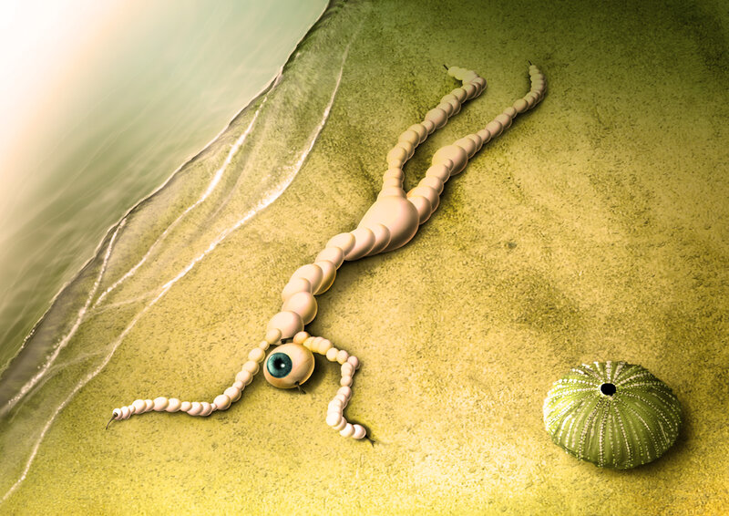 beaded creature on beach