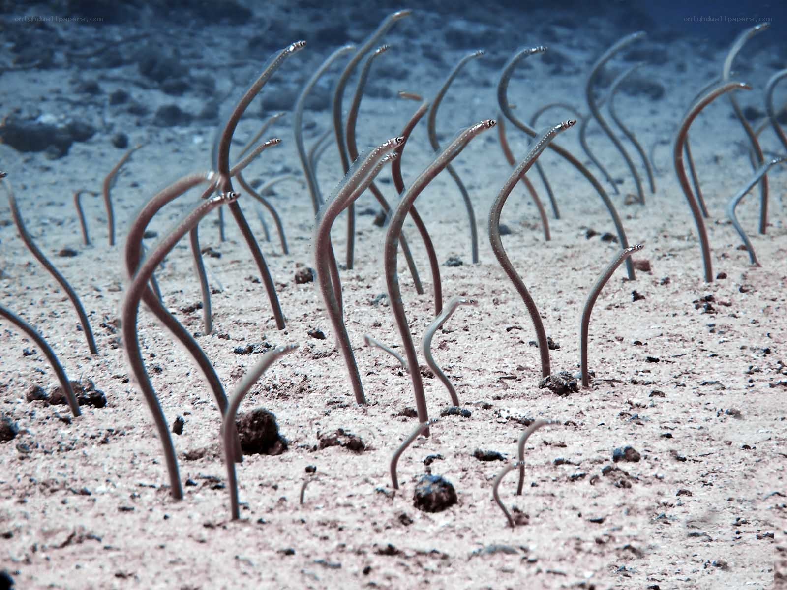 Beaded fireworms on the seafloor