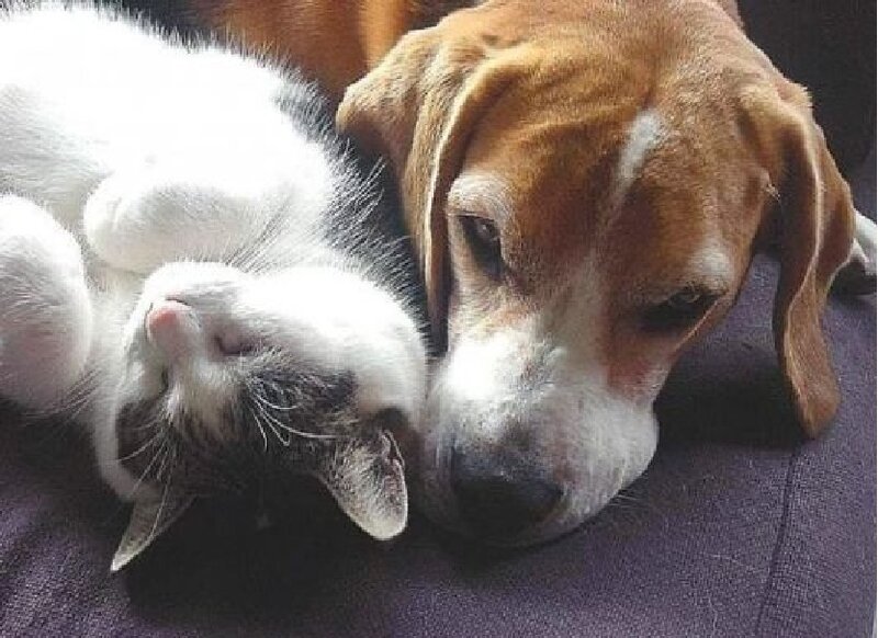 Beagle and Cat Sleeping