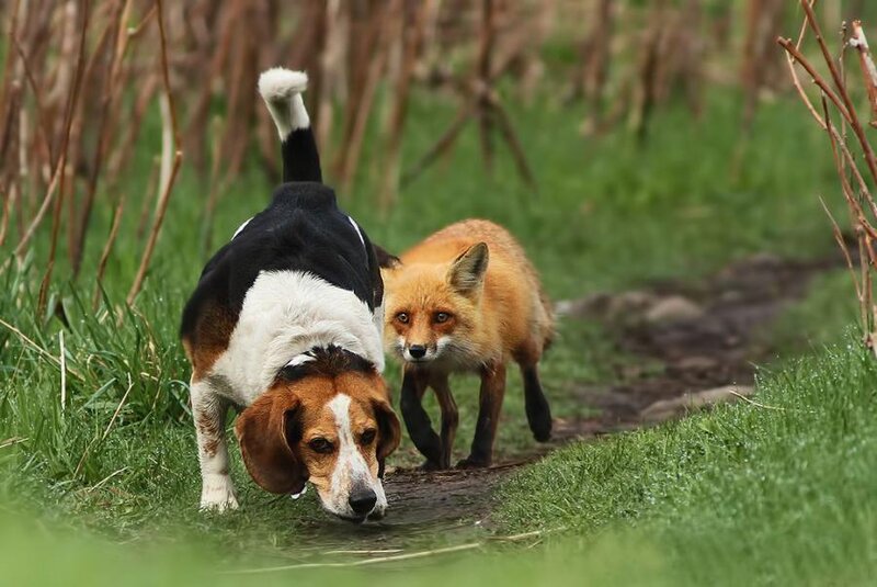 Beagle and Fox Walking