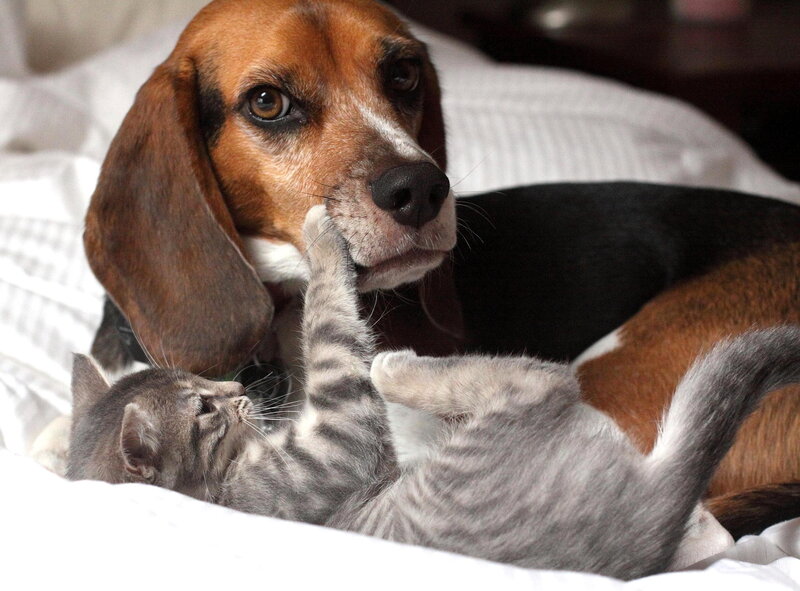 Beagle and Kitten Playing