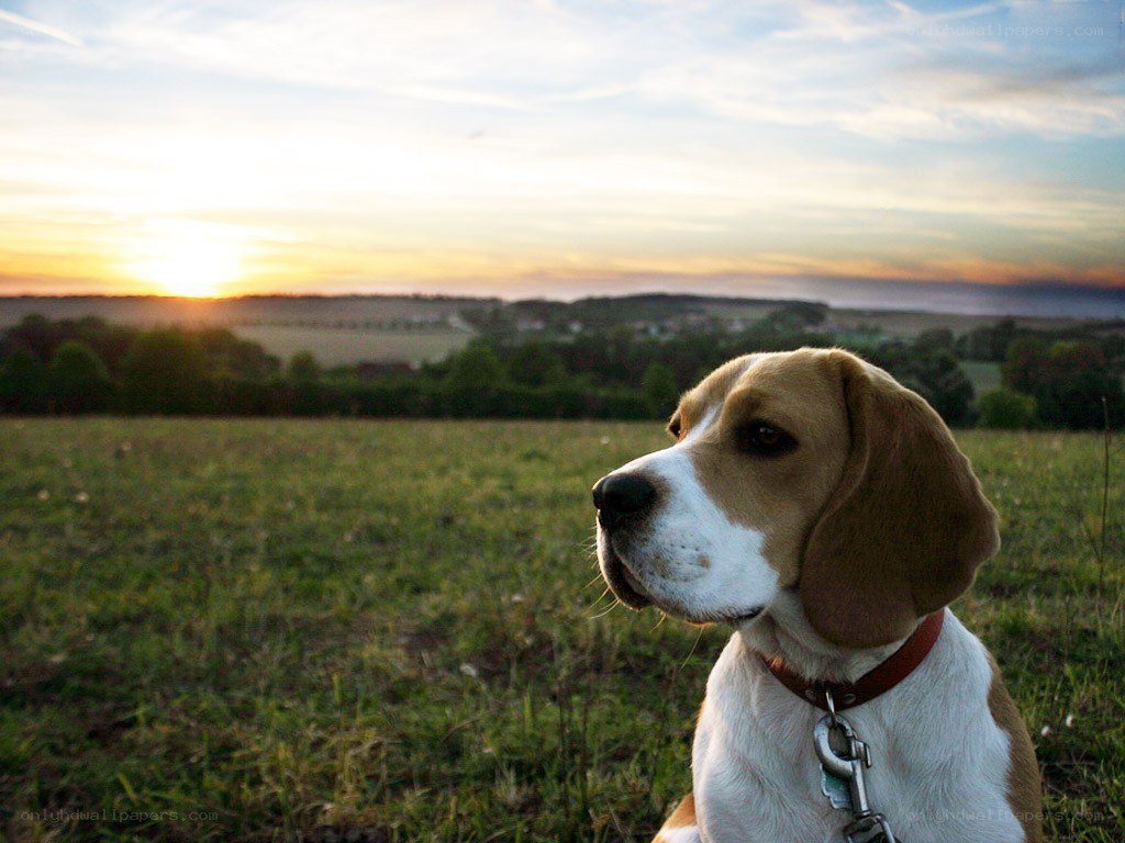 Beagle at sunset in a field