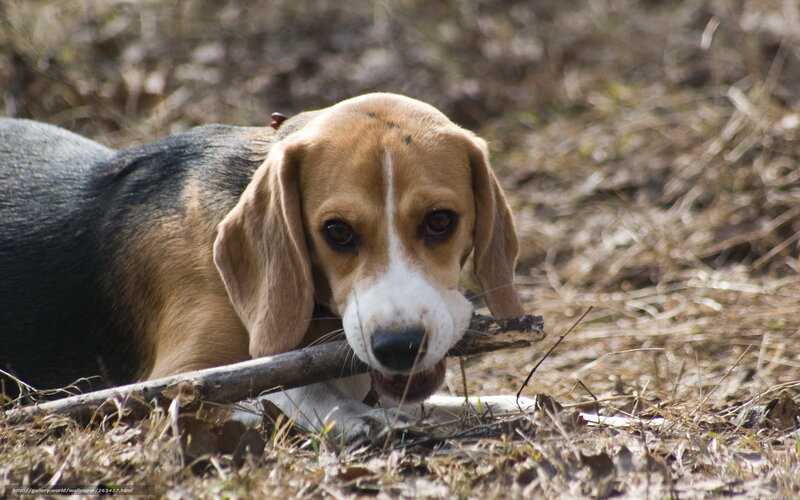 beagle chewing on a stick