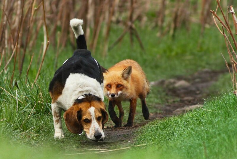 Beagle Dog and Fox — Green, Calm