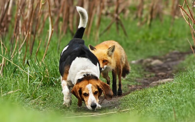 Beagle Dog and Fox