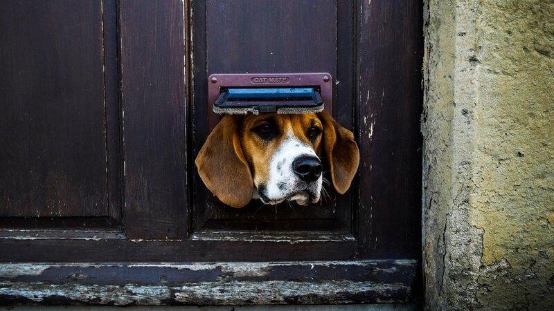 Beagle Dog at Door
