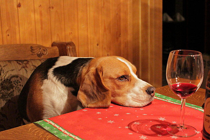 Beagle Dog at Table — Red