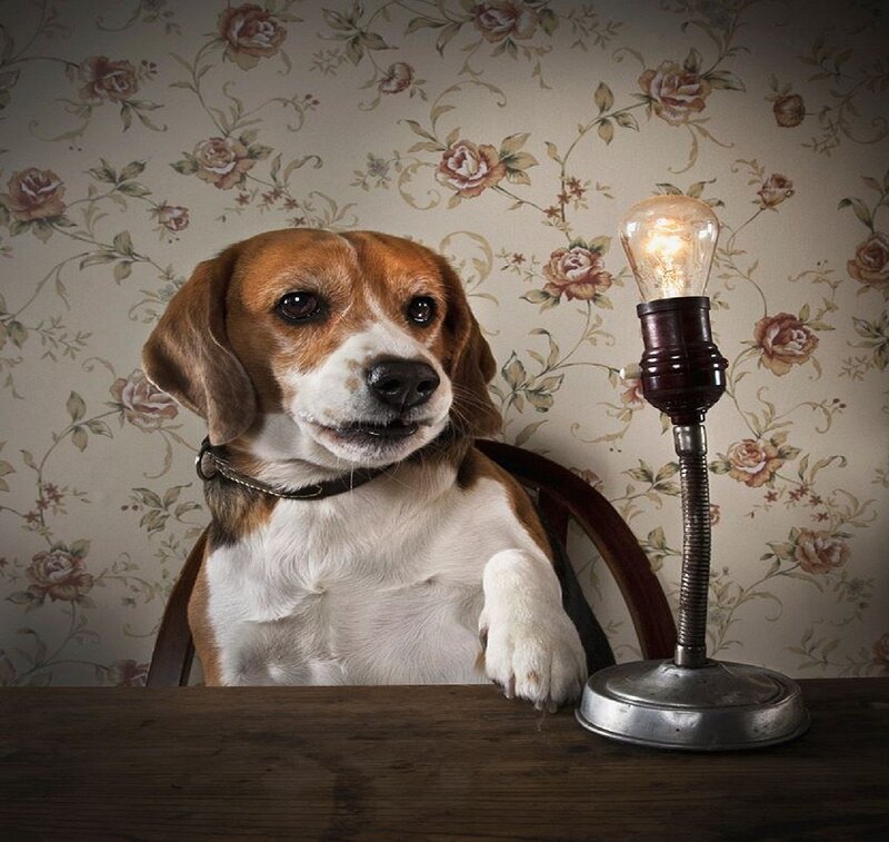 Beagle Dog at Table