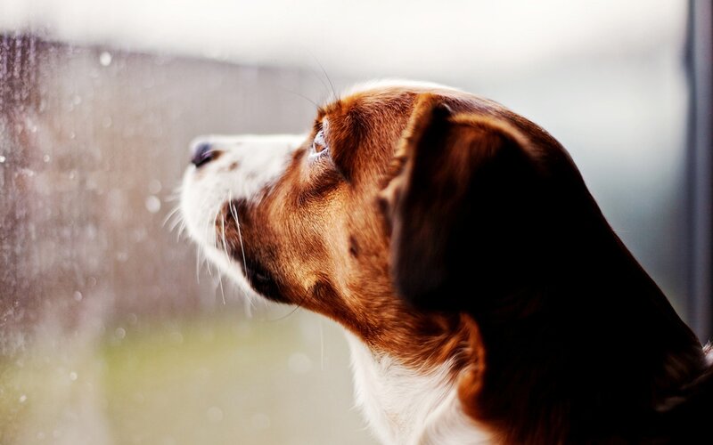 Beagle Dog at Window