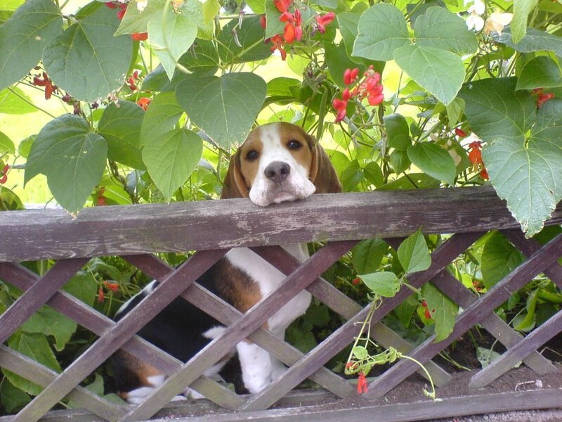 Beagle Dog Behind Fence