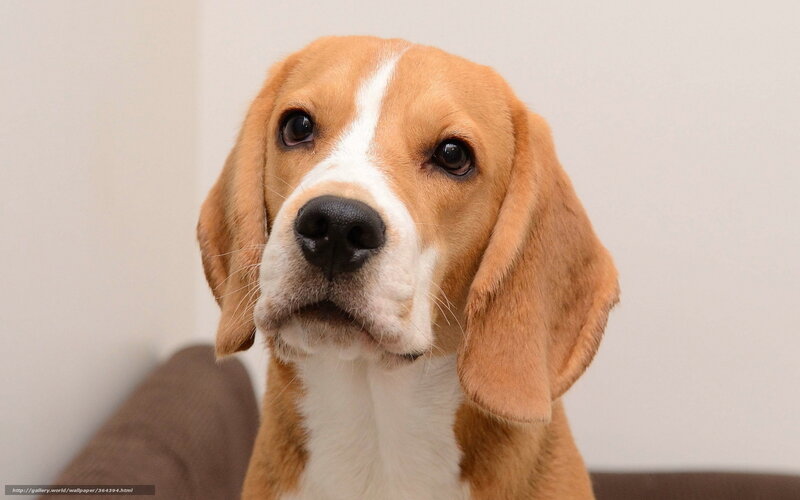 Beagle Dog — Brown, Calm