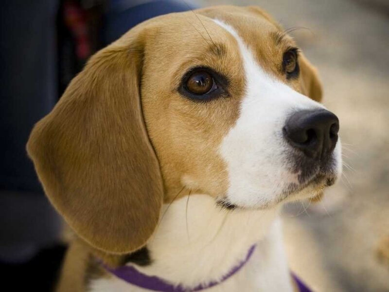Beagle Dog — Brown