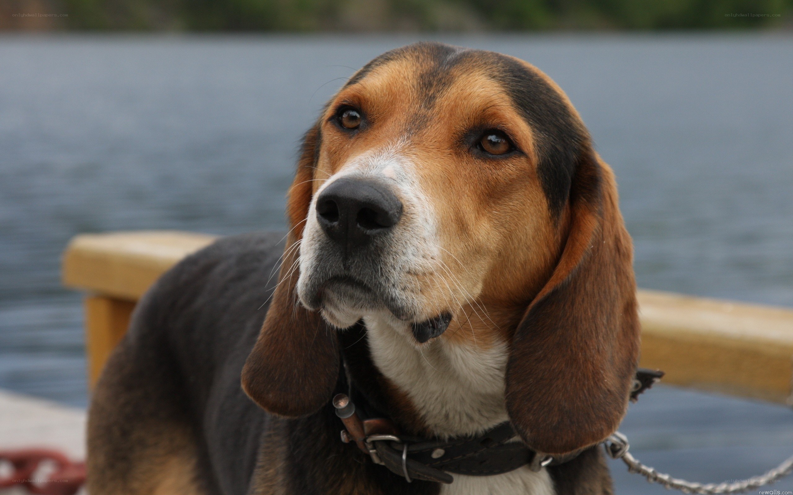 beagle dog by the water